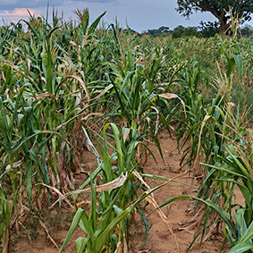 campo agricolo colpito dalla siccità a Nanoro, emergenza alimentare in Burkina Faso